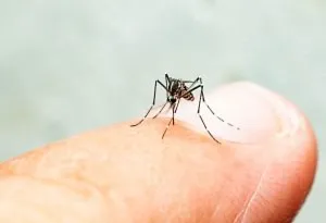 Apa Itu Malaria?