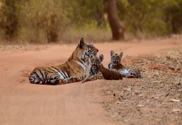 Cara Seru Merayakan Hari Harimau Sedunia Bersama Anak
