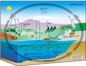 Diagram siklus karbon