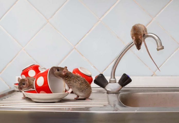 Cara Mengusir Tikus dan Mencit dari Rumah - 12 Pengobatan Alami yang Efektif