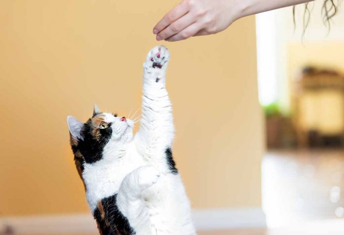 Trik Pelatihan Penting untuk Mengajar Kucing Anda