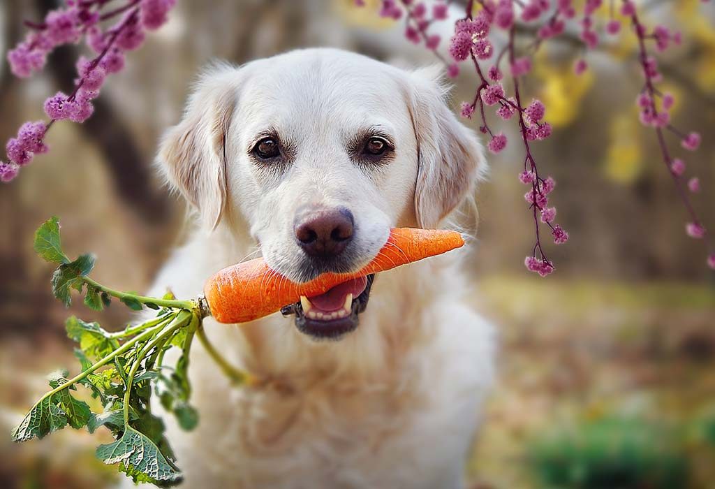 Seekor anjing memakan wortel
