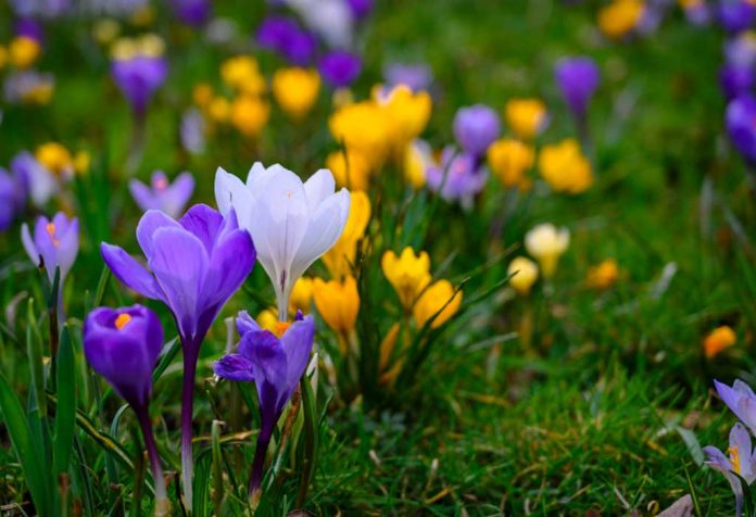 Bunga Mekar Musim Semi Terbaik untuk Mencerahkan Taman Anda