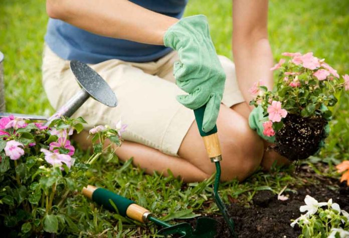 Bagaimana Memulai Taman Dari Awal - 10 Langkah untuk Tukang Kebun Baru