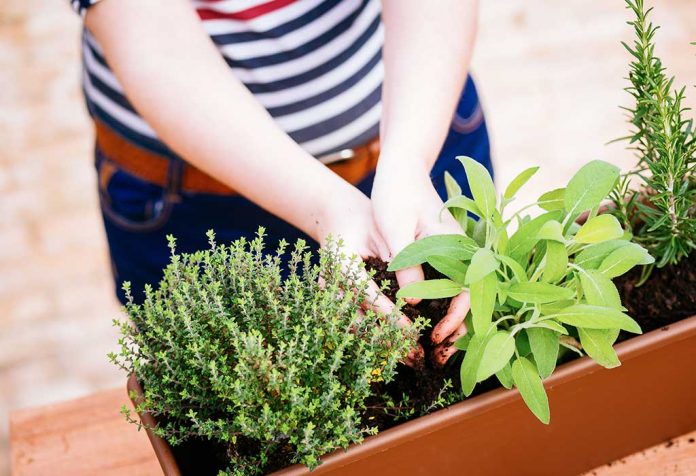 10 Herbal Yang Harus Dimiliki untuk Tumbuh di Rumah