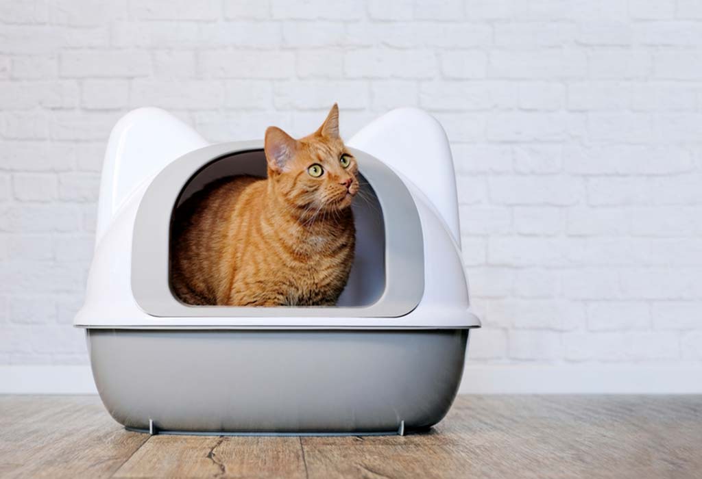 Bagaimana Menghilangkan Bau Urine Kucing Dari Kayu?