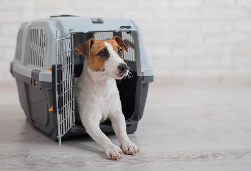 Hadiah Berguna untuk Pemilik Anjing yang Sering Bepergian