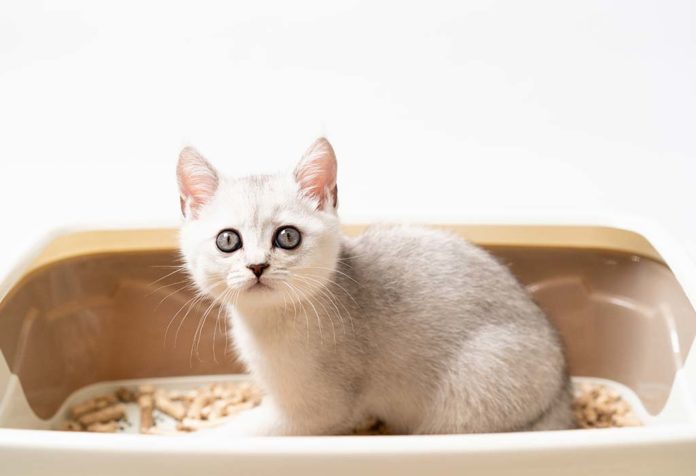 Bagaimana Menghilangkan Bau Kencing Kucing Dari Rumah Anda?