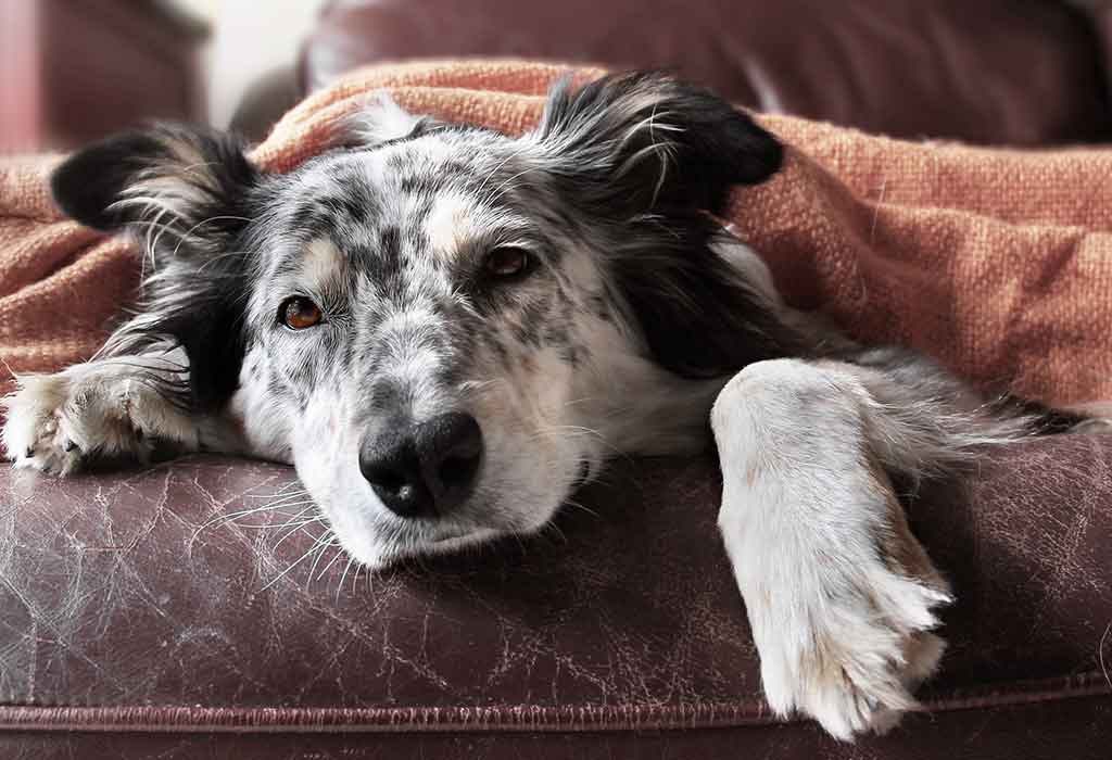 Cara Merawat Anjing Anda yang Sakit