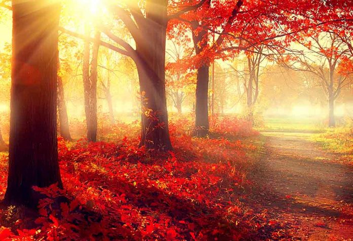 Destinasi Teratas Untuk Melihat Dedaunan Musim Gugur di Dunia