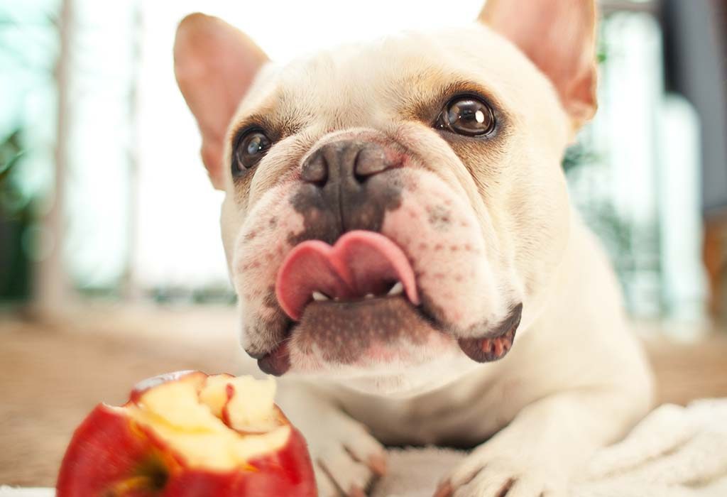 anjing makan apel