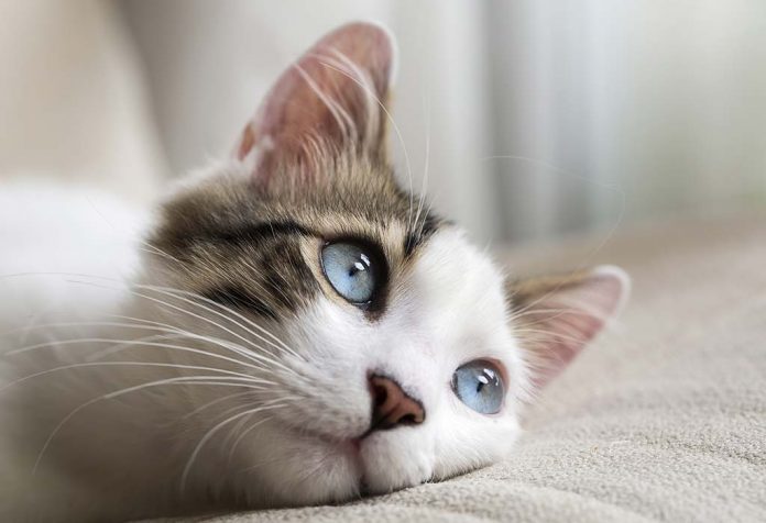 100 Nama Kucing Lucu untuk Setiap Jenis Anak Kucing