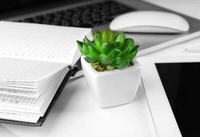 11 Tanaman Meja Kantor Yang Akan Membuat Lingkungan Kerja Anda Lebih Tenang