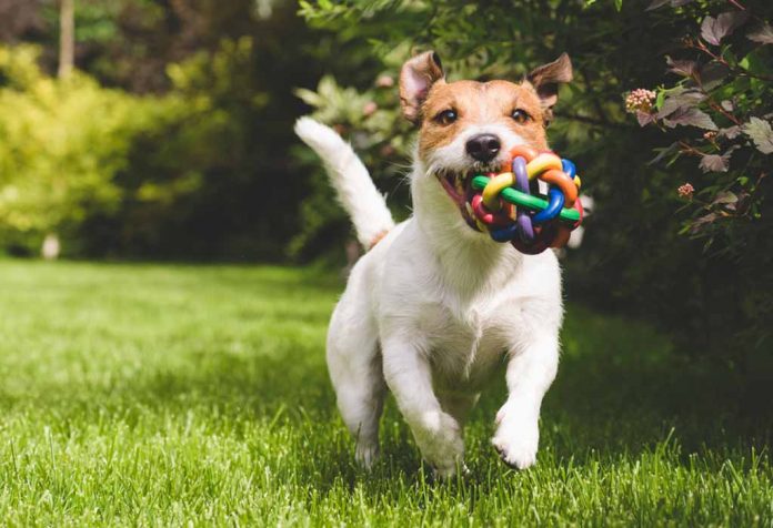30 Ide Hadiah Unik untuk Pecinta Anjing