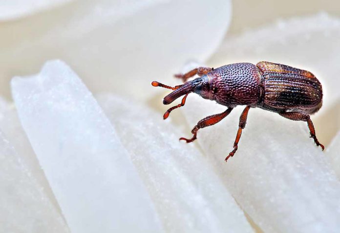 Bagaimana Menyingkirkan Kumbang di Rumah Anda?