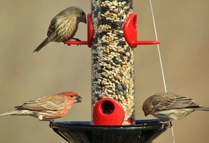 Cara Membersihkan Tempat Makan Burung untuk Mencegah Penyebaran Penyakit