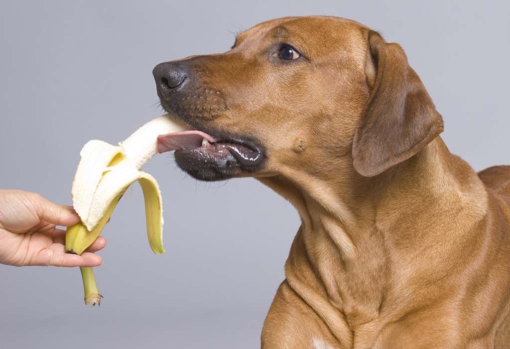 anjing makan pisang