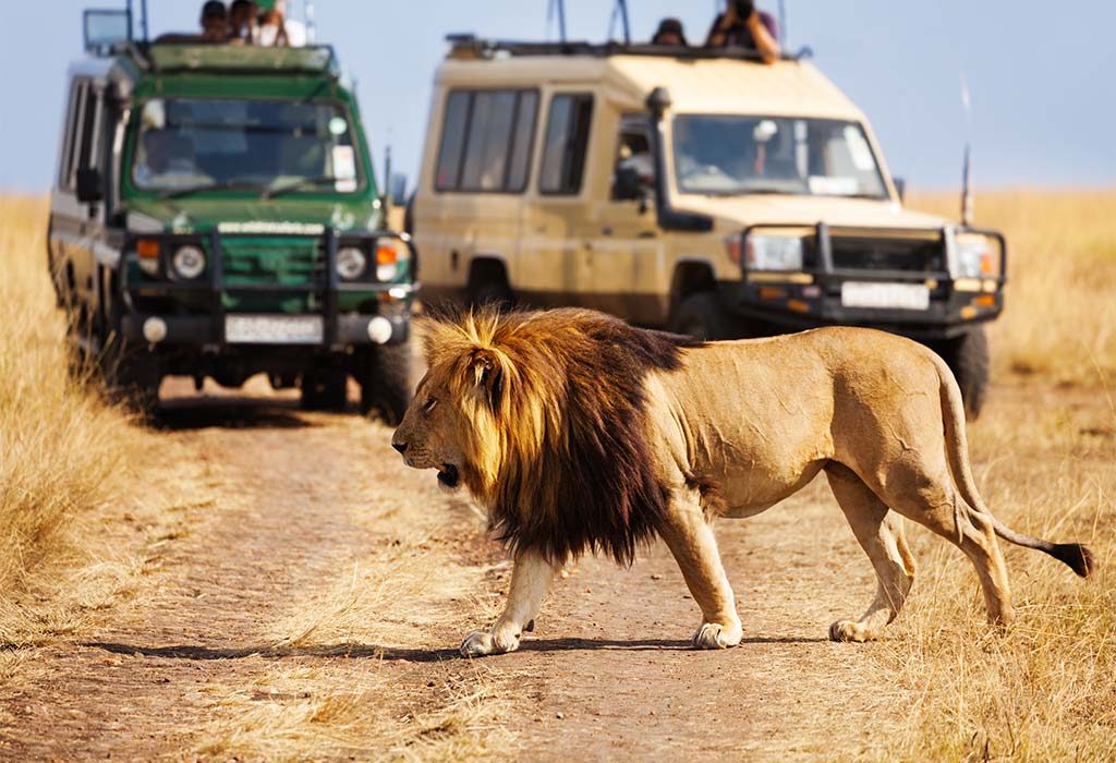 Singa Berjalan di Alam Liar di Kenya
