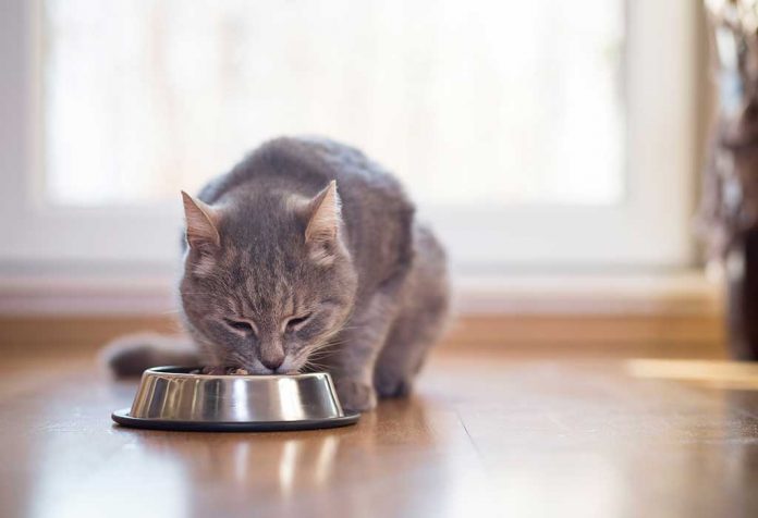 Beri Makan Kucing Anda 8 Makanan Sehat Buatan Sendiri Ini