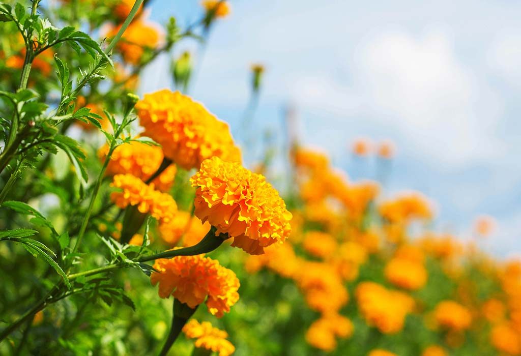 tanaman marigold
