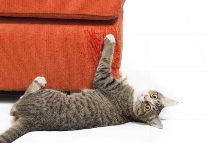 Cara Mencegah Kucing Menggaruk Perabotan- Tips dan Trik
