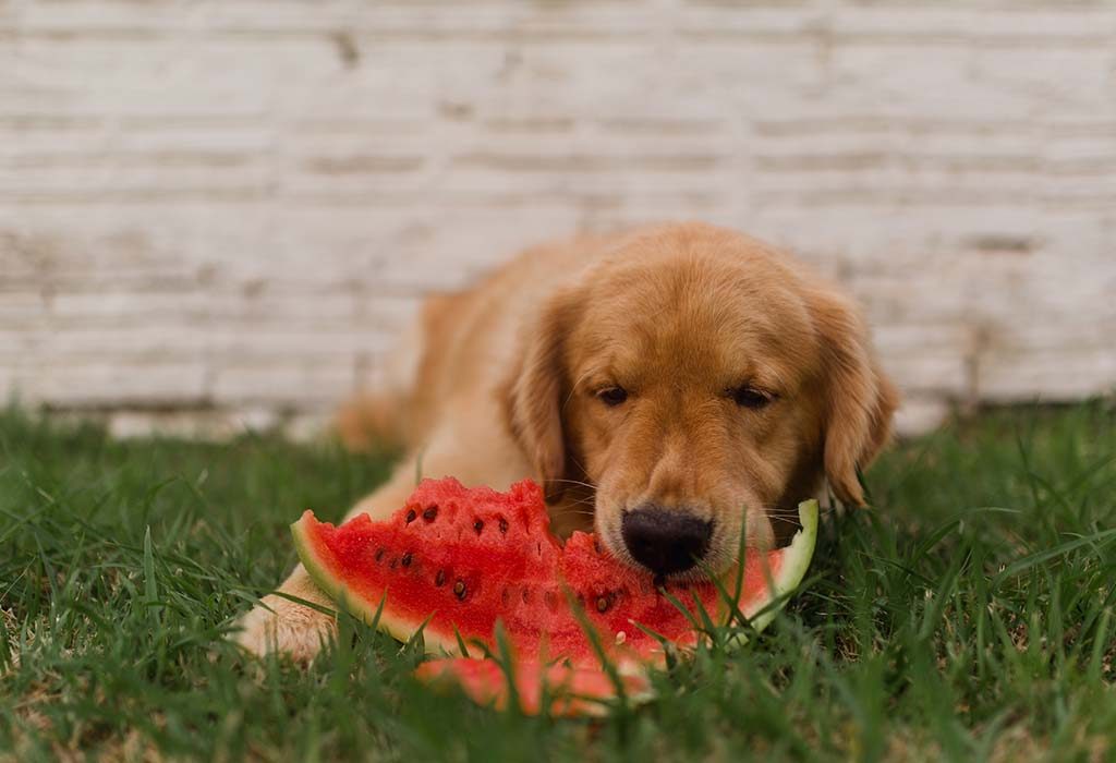 anjing makan semangka