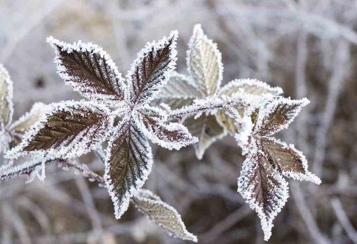 Tips Penting tentang Cara Melindungi Tanaman Dari Frost