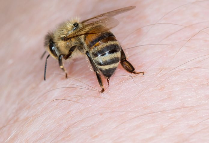 Pengobatan Rumahan untuk Sengatan Lebah yang Akan Membantu Anda Memerangi Efeknya