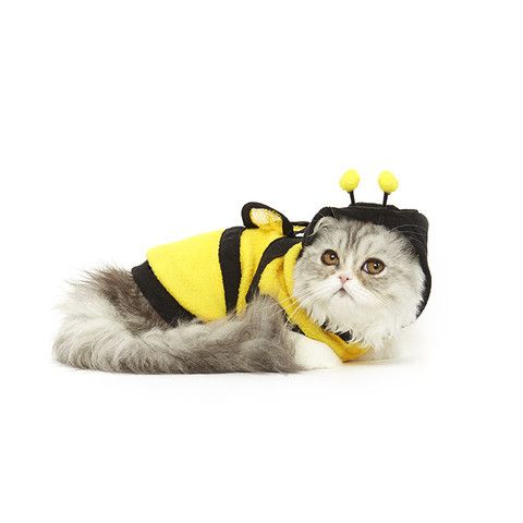 15 Kostum Halloween Kreatif untuk Kucing Peliharaan Anda
