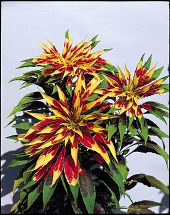 Amaranthus Tiga Warna