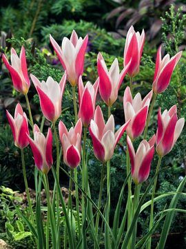 Cara Menanam Dan Menanam Tulip di Halaman Belakang Anda