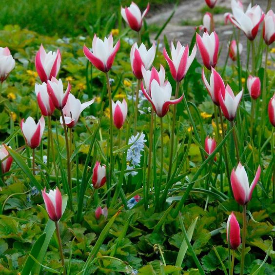 Cara Menanam Dan Menanam Tulip di Halaman Belakang Anda
