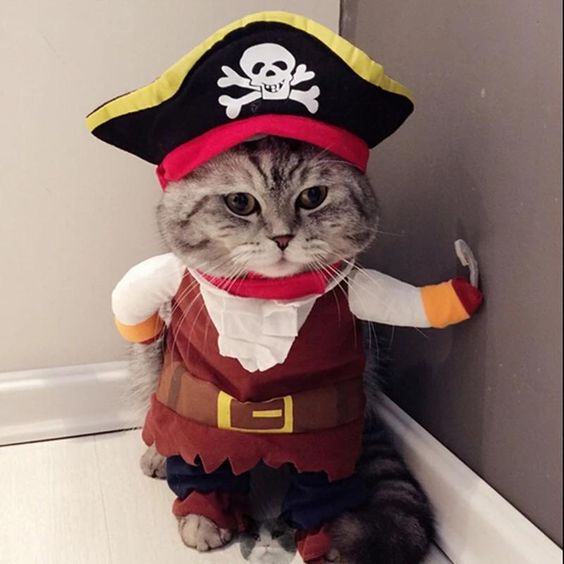 15 Kostum Halloween Kreatif untuk Kucing Peliharaan Anda