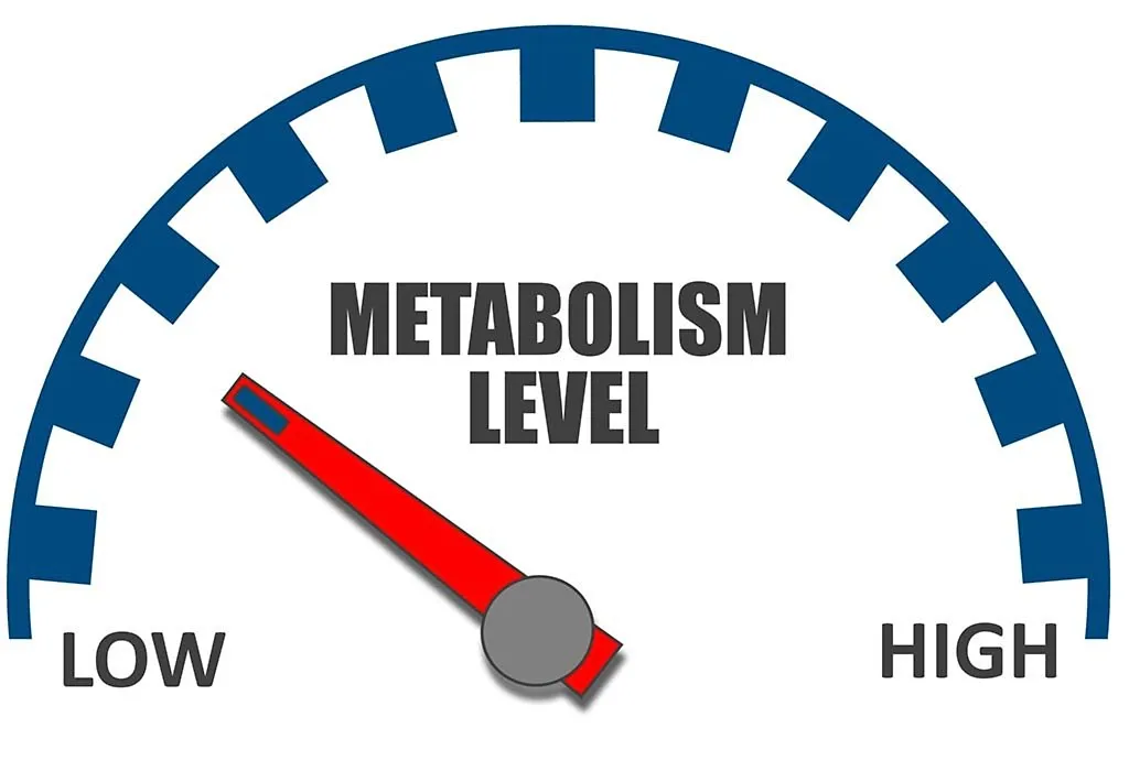Tingkat metabolisme