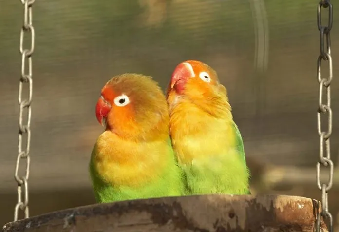 Makanan Terbaik untuk Burung Cinta – Ketahui Apa yang Harus Memberi Makan Hewan Peliharaan Berbulu Anda