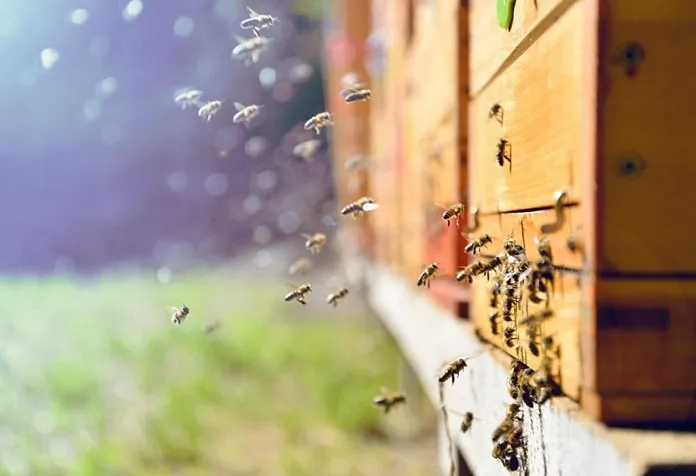 Cara Praktis Membasmi Lebah Madu dari Rumah Anda