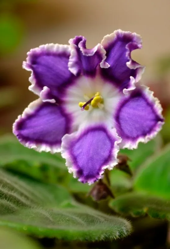 Violet Afrika 