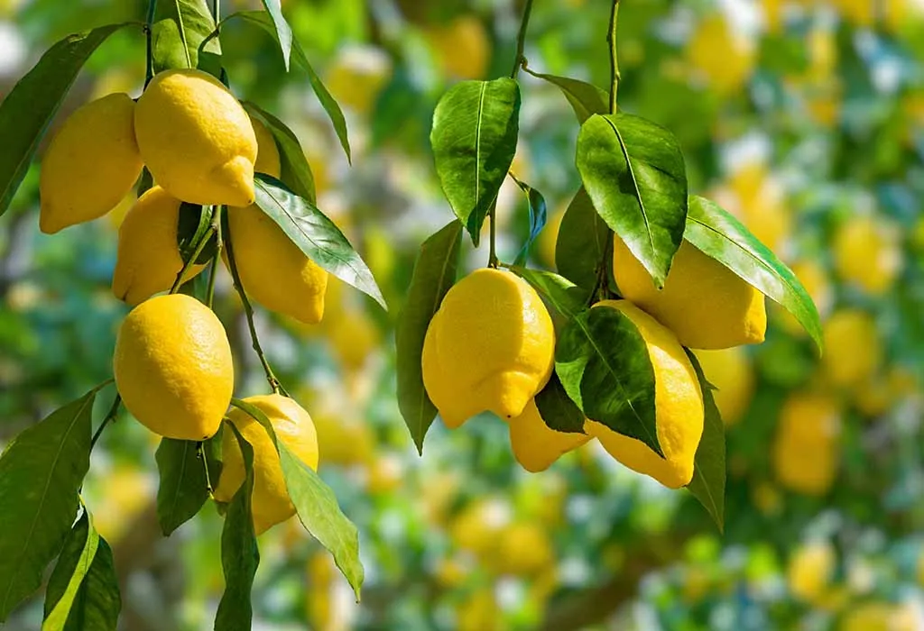 Pohon Lemon