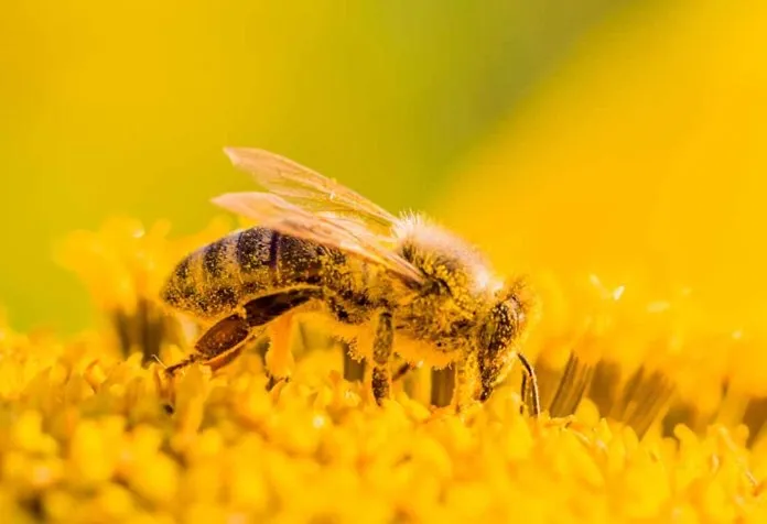 Bee Pollen dan Efektivitasnya untuk Kesuburan