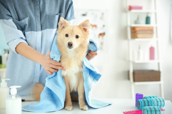 Perawatan Anjing – Beberapa Alasan Mengapa Penting