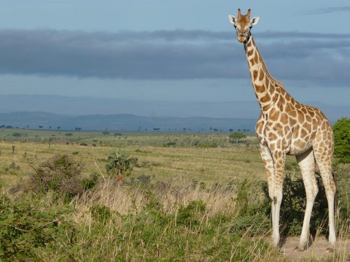 Uganda Tours Safaris: Apa yang Harus Dilakukan Di Uganda Safari