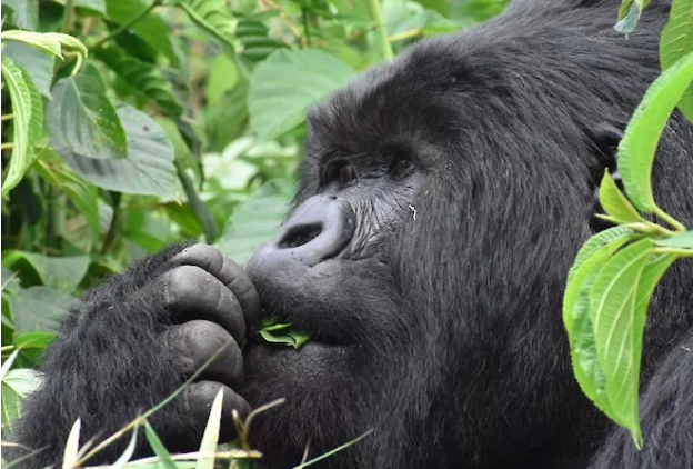 Rwanda Gorilla Tours – Pengalaman Sekali Seumur Hidup