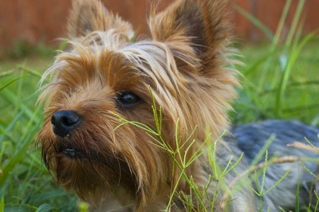 Trah Anjing Cairn Terrier | Yang Harus Anda Ketahui Tentang Trah Ini
