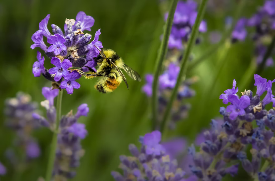 Panduan Berguna Tentang Cara Menanam Bom Lebah Dari Biji