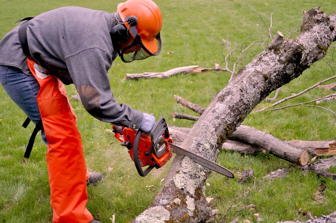 4 Kesalahan yang Tidak Dilakukan Saat Mendapatkan Layanan Penebangan Pohon