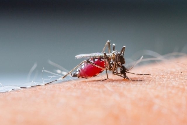 Demam berdarah dengue: apa itu, gejala, penyebab dan pengobatan_0