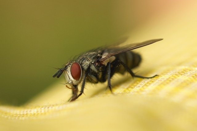 6 penyakit yang ditularkan oleh lalat dan apa yang harus dilakukan_0