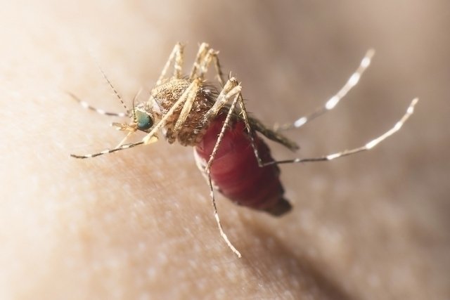 Malaria: apa itu, gejala, penularan, siklus dan pengobatan_0