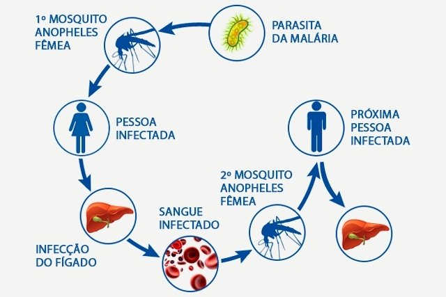 Malaria: apa itu, gejala, penularan, siklus dan pengobatan_1