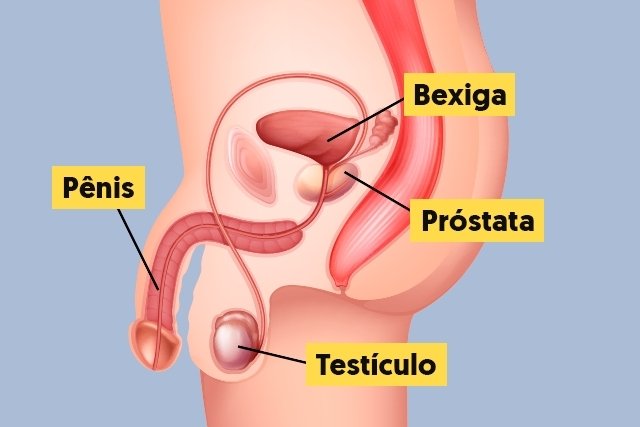Prostat: apa itu, fungsinya, di mana itu (dan keraguan lainnya)_0